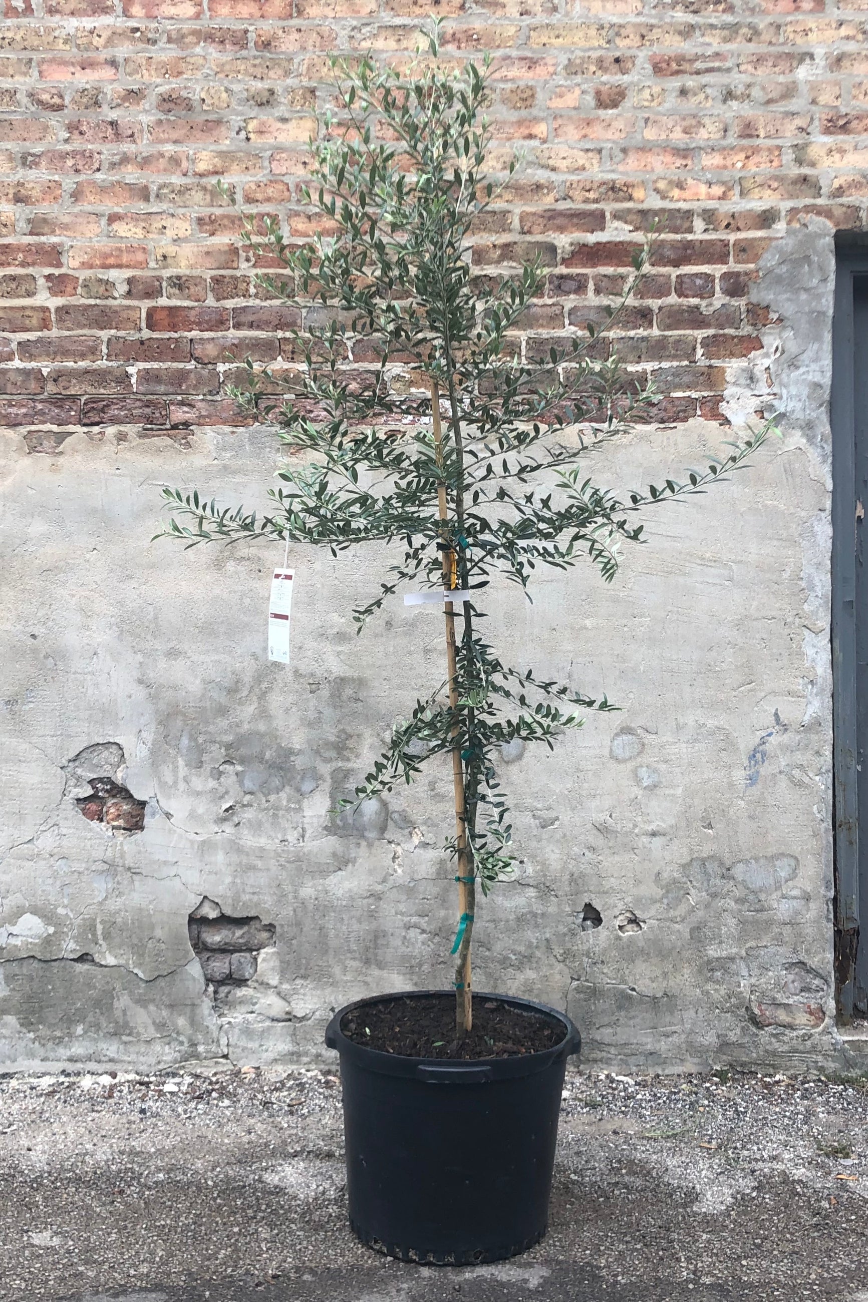Olea europaea "Olive Tree" standard form in grow pot in front of concrete and brick wall ©Sprout Home