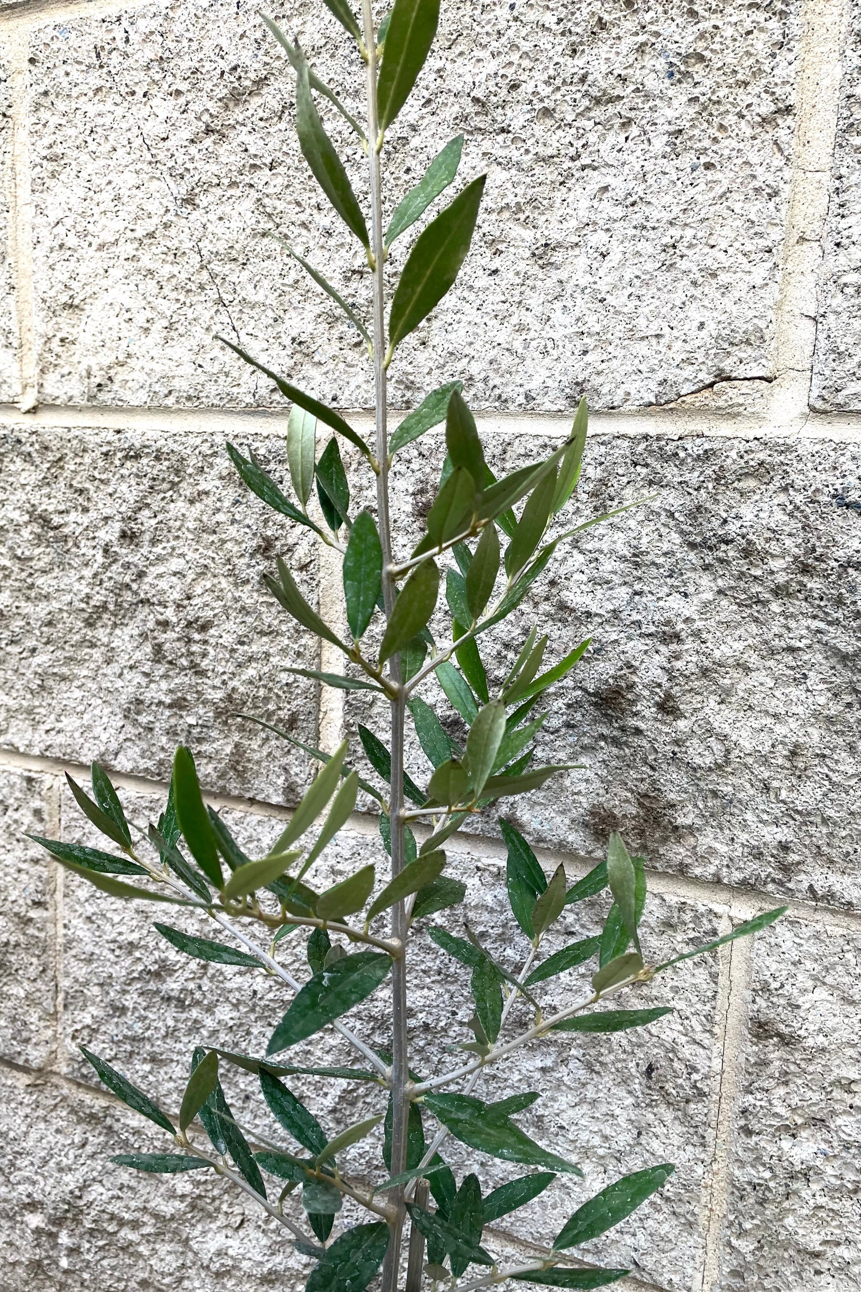 A detailed view of Olea europaea "Olive Tree" 4" against concrete backdrop ©Sprout Home