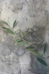 A detailed view of Olea europaea "Olive Tree" 6" against concrete backdrop
