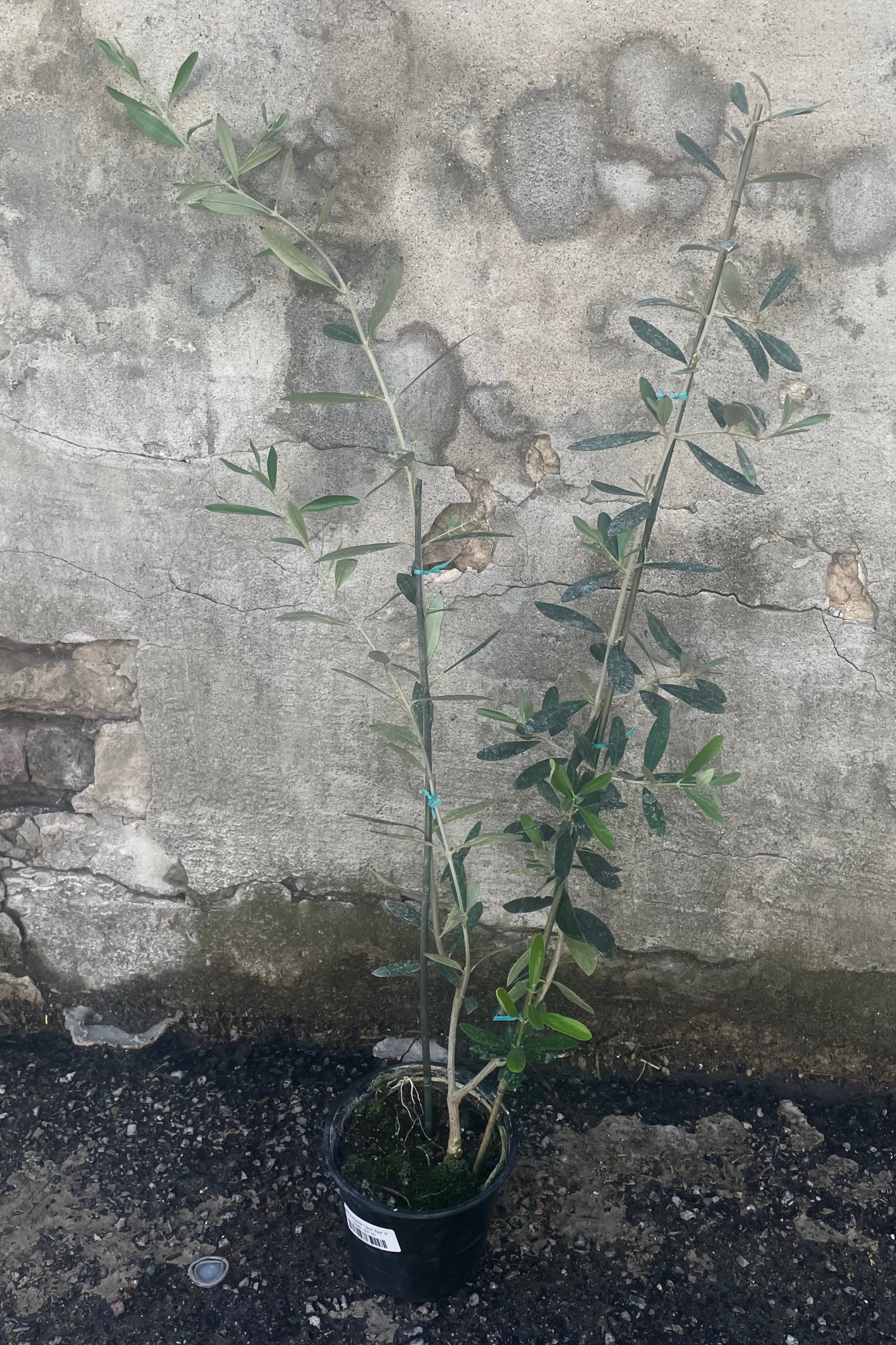 A slight overhead full view of Olea europaea "Olive Tree" 6" in grow pot against concrete backdrop ©Sprout Home