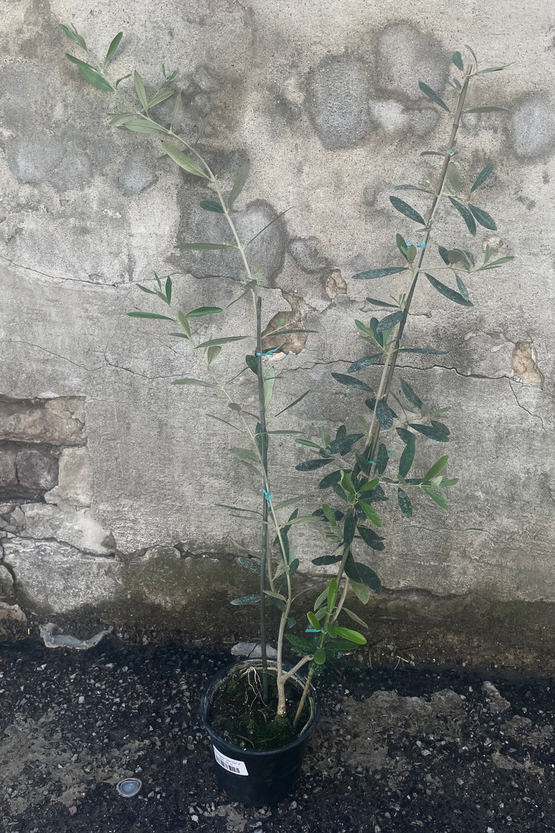 A slight overhead full view of Olea europaea "Olive Tree" 6" in grow pot against concrete backdrop