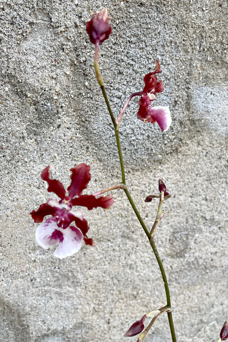A close-up view of the flowers of the 4" Oncidium against a concrete backdrop