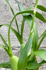 A close-up view of the leaves of the 4" Oncidium against a concrete backdrop