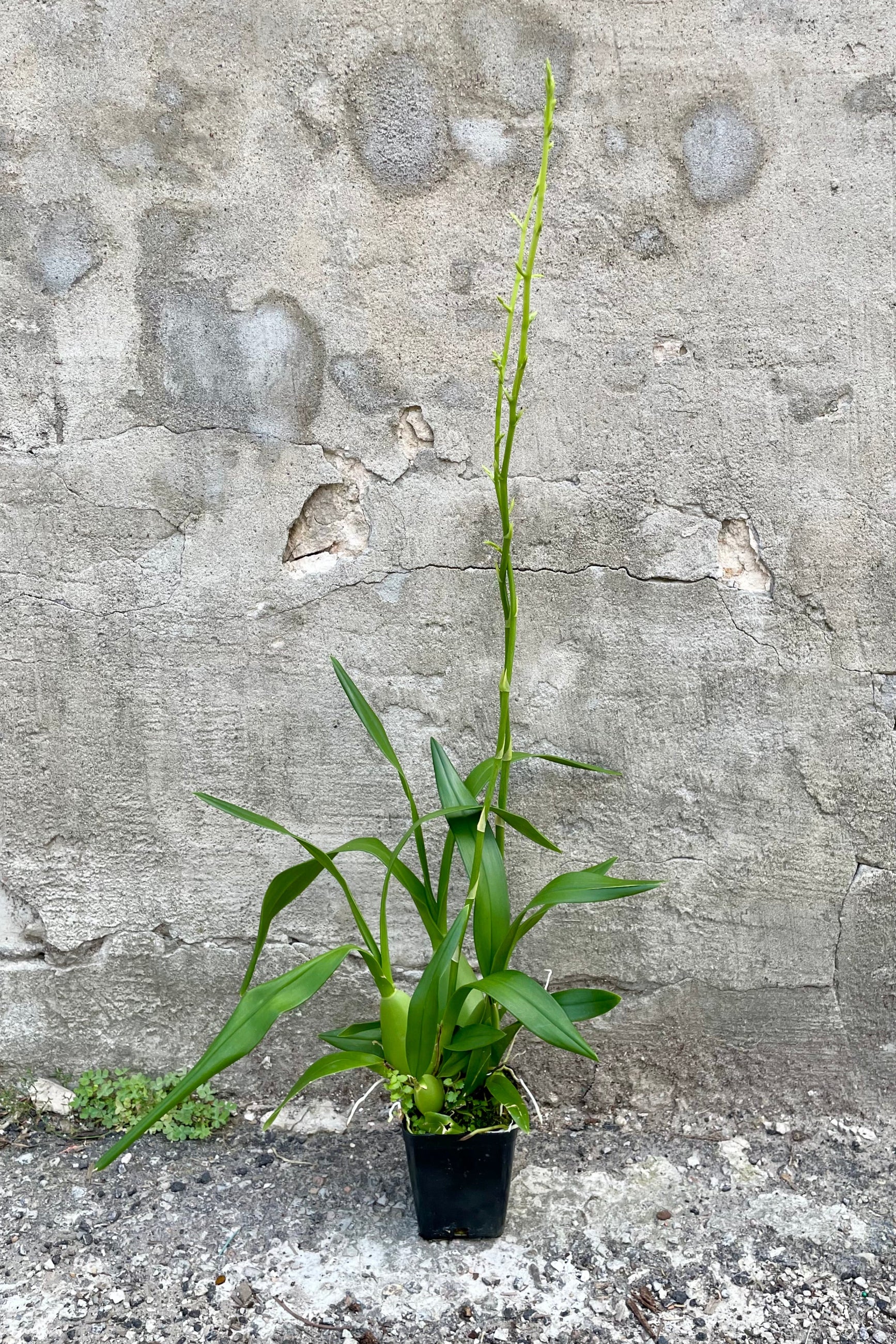 A full view of the 4" Oncidium in a grow pot against a concrete backdrop ©Sprout Home