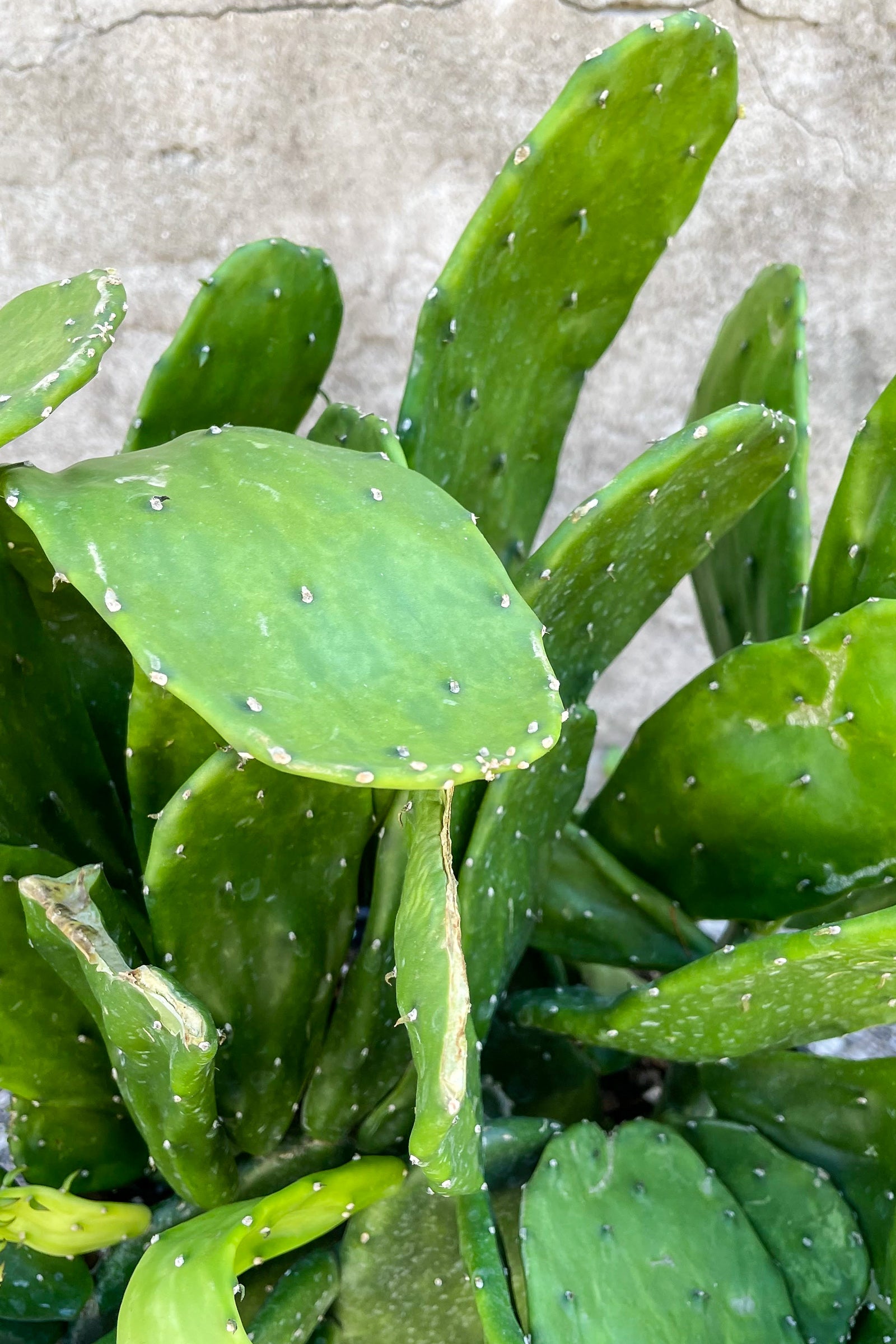 Close up of Opuntia pads
