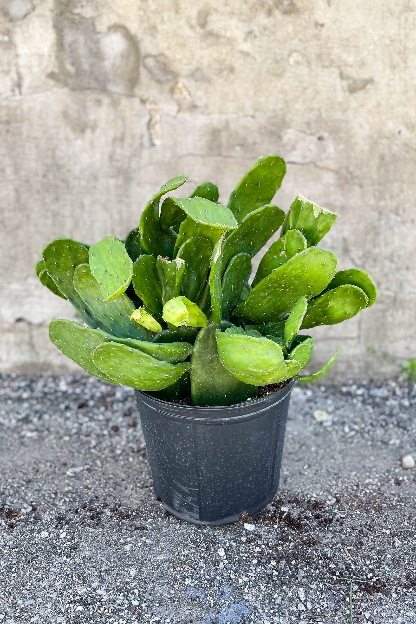 Large Opuntia potted in front of concrete wall