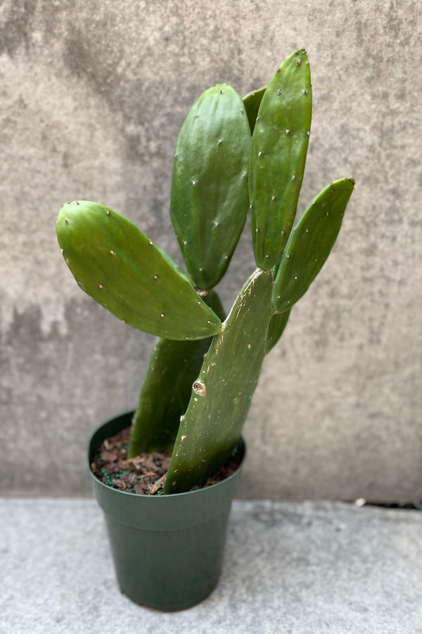 Opuntia in a 6" growers pot