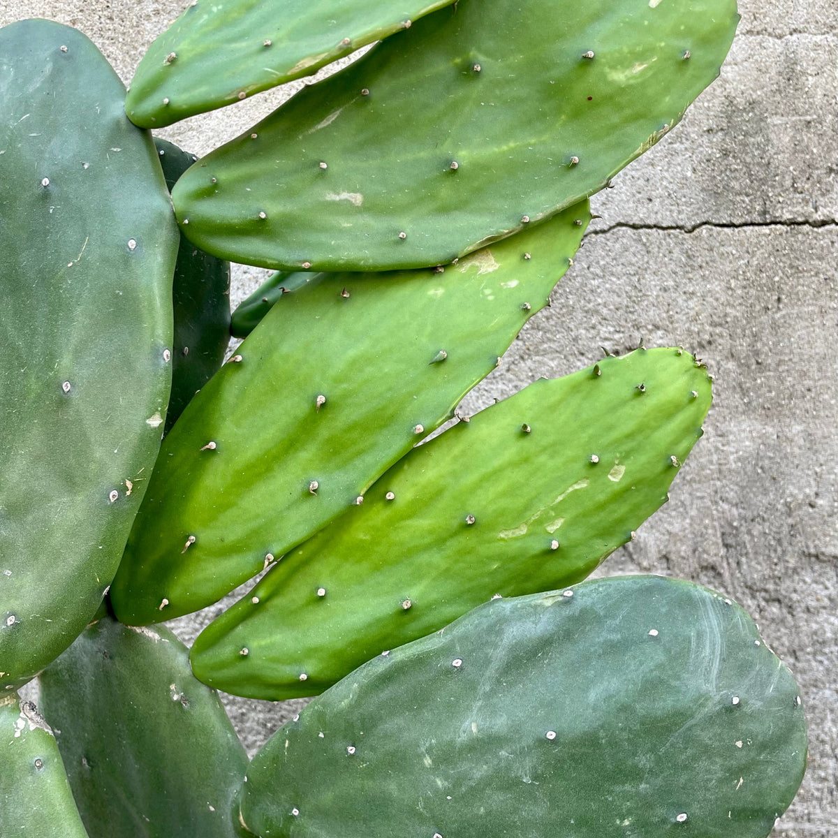prickly pear cactus sprout Opuntia 8"