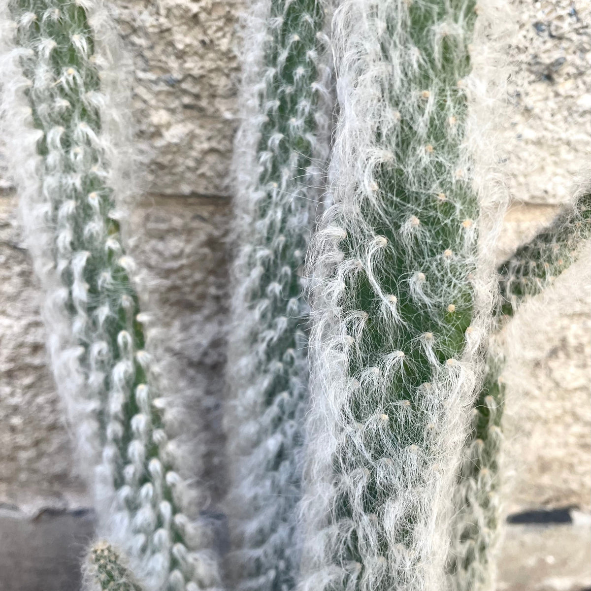 Opuntia erinacea ursine 6