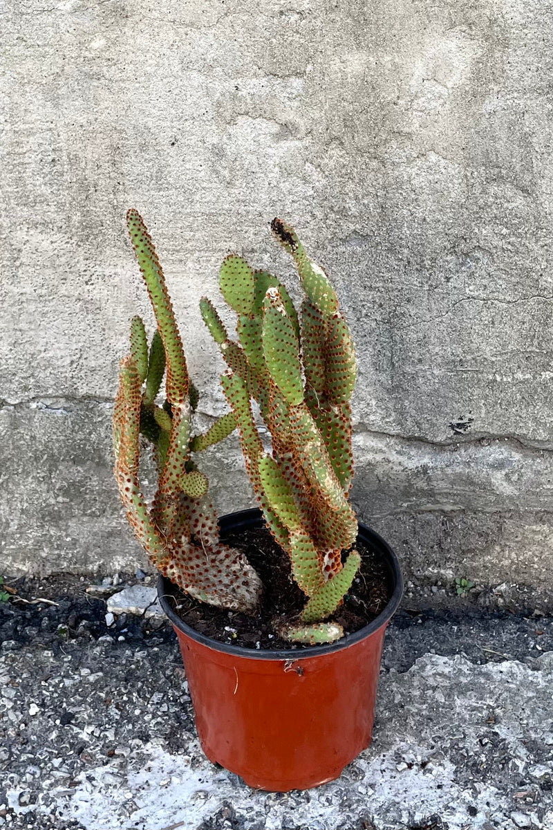 A view of the Opuntia microdasys 6" in a grow pot against a concrete backdrop