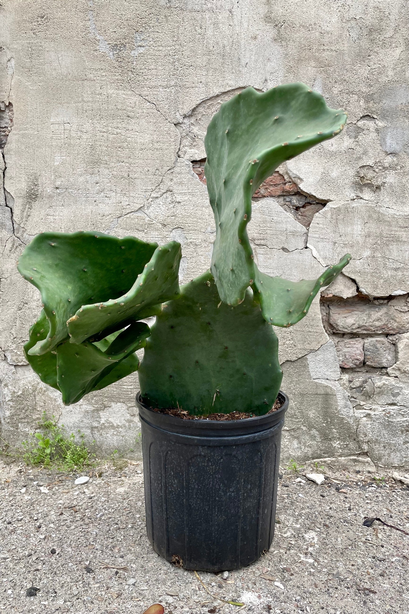 A full view of Opuntia gomei 10" in gallon pot against concrete backdrop ©Sprout Home