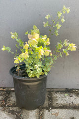 Origanum 'Kent Beauty' in a #1 growers pot against a grey background showing the soft pastel leaves at Sprout Home.
