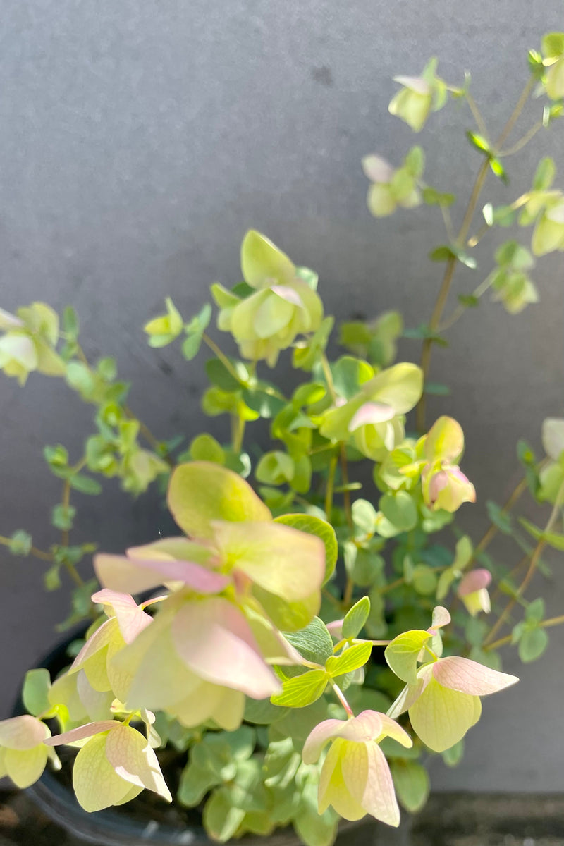 detail photo of the soft green to yellow and pink leaves and bloom of the Origanum 'Kent Beauty' against a grey background in the end of June at Sprout Home.