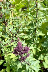 'Herrenhausen' oregano showing the purple buds about to bloom in mid July in front of its green leaves.