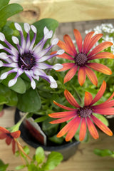 Osteospermum showing two different color varieties 