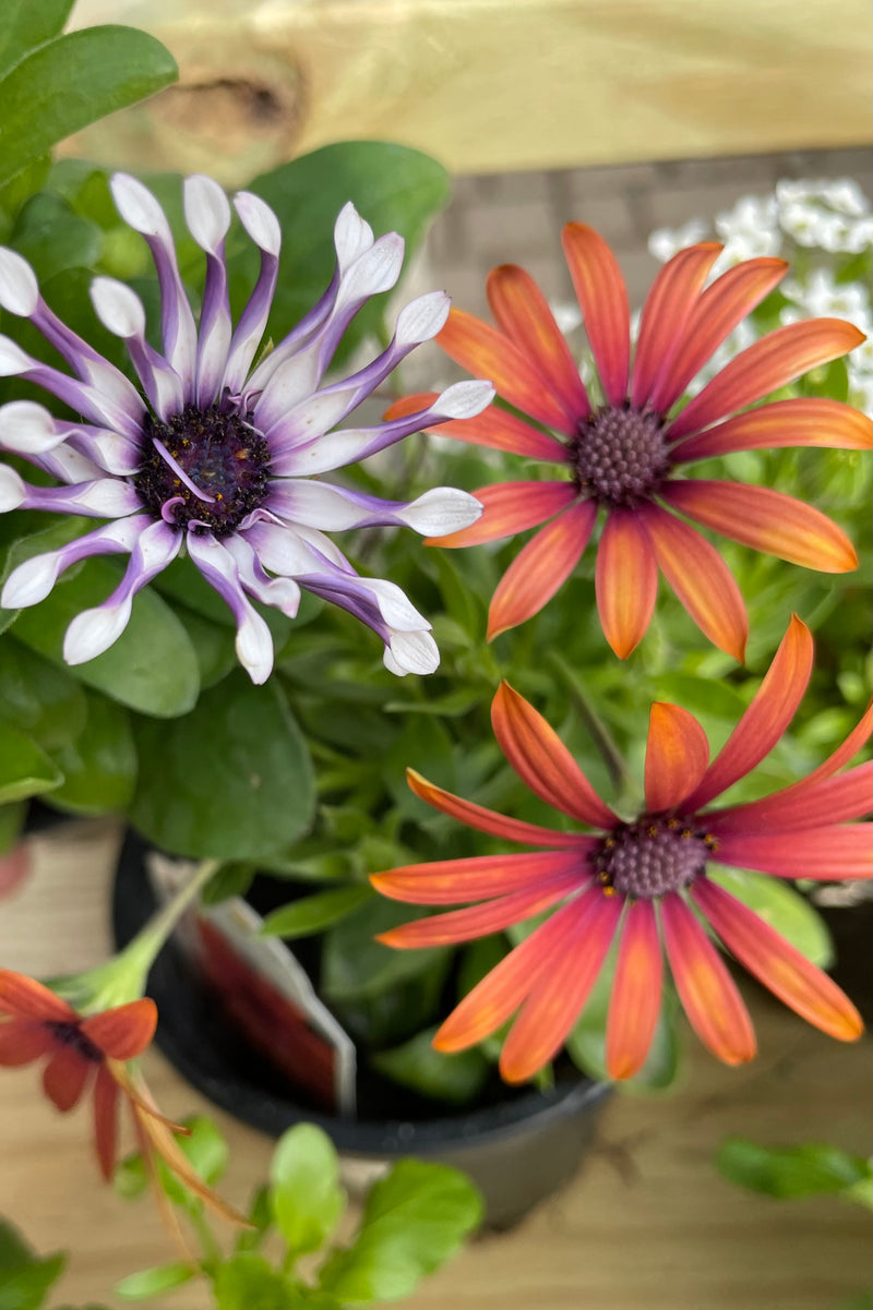 Osteospermum showing two different color varieties 