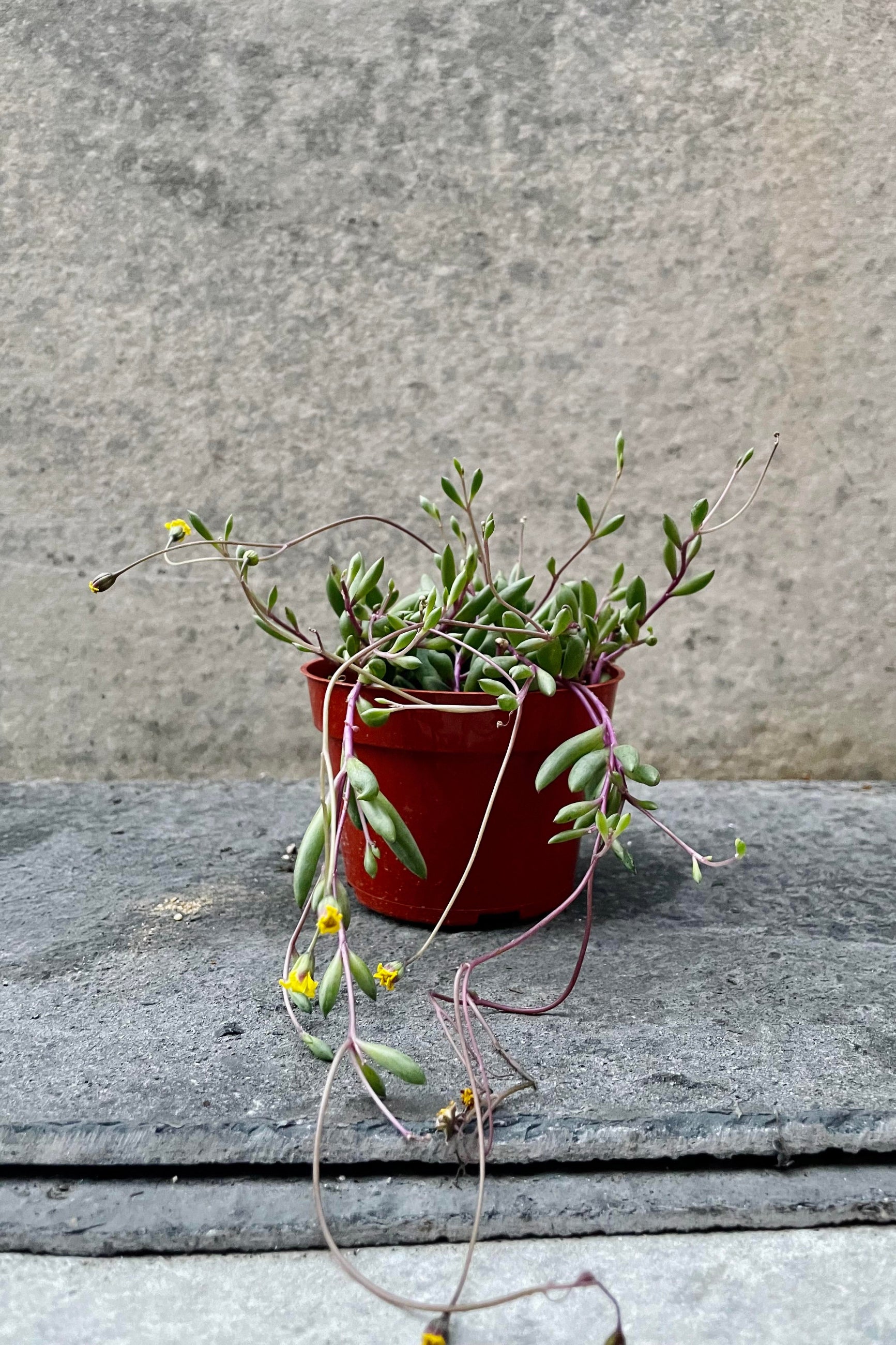 The Othonna capensis sits against a grey backdrop in its 4 inch growers pot. ©Sprout Home