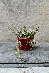 The Othonna capensis sits against a grey backdrop in its 4 inch growers pot.