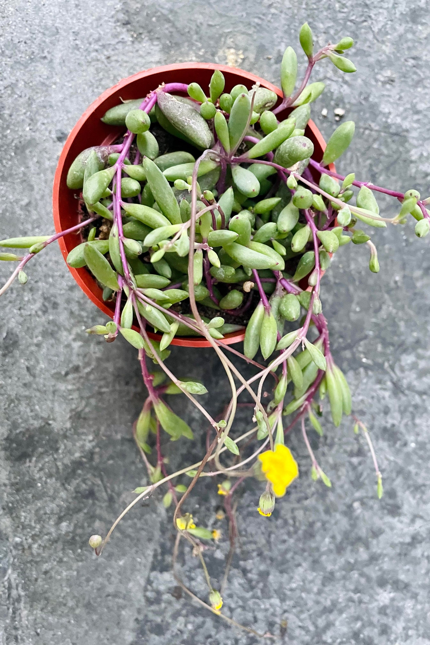 A detailed look at the Othonna capensis while it's in bloom ©Sprout Home