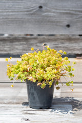 Oxalis 'Molten Lava' in front of grey wood wall