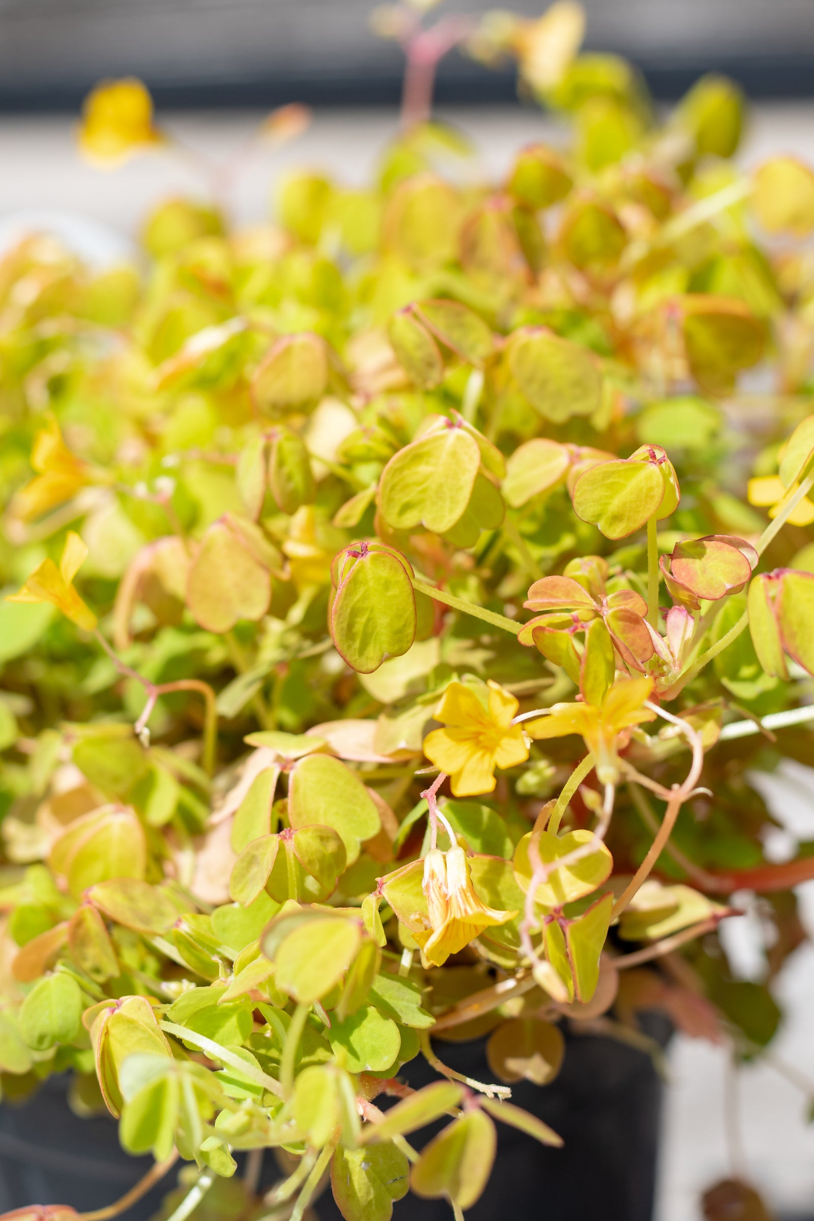 Close up of Oxalis 'Molten Lava' leaves and flowers ©Sprout Home