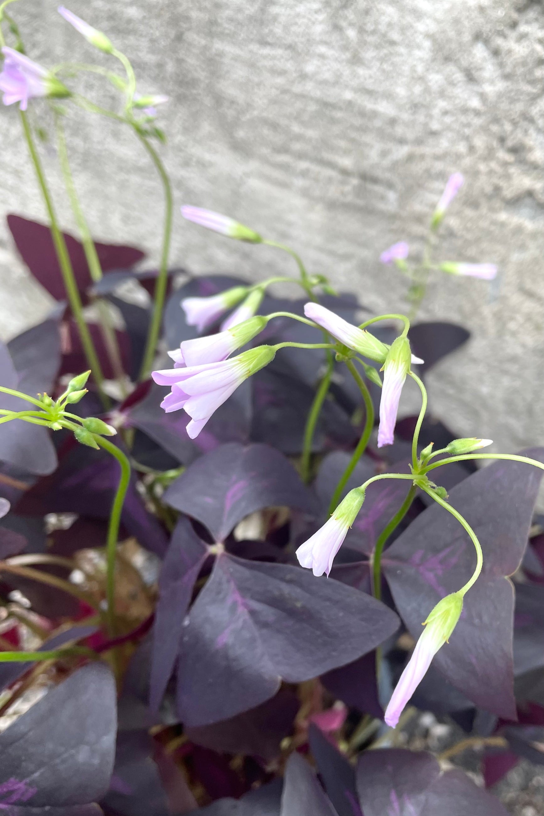 A detailed view of Oxalis triangularis (Purple) 6" against concrete backdrop ©Sprout Home