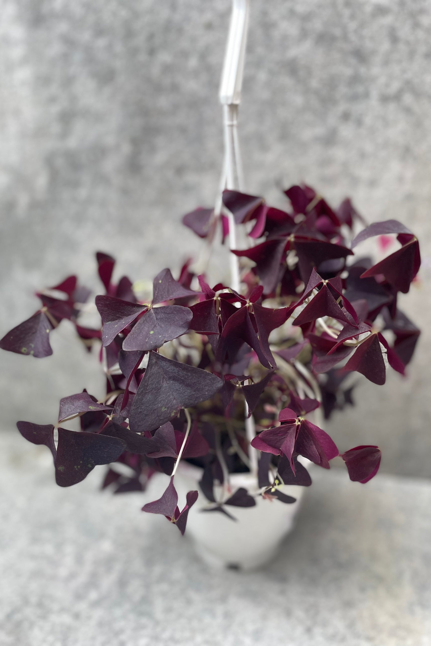 Oxalis triagularis purple in a 6" pot against a grey wall. ©Sprout Home