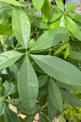 Close up of Pachira aquatica "Money Tree" leaves