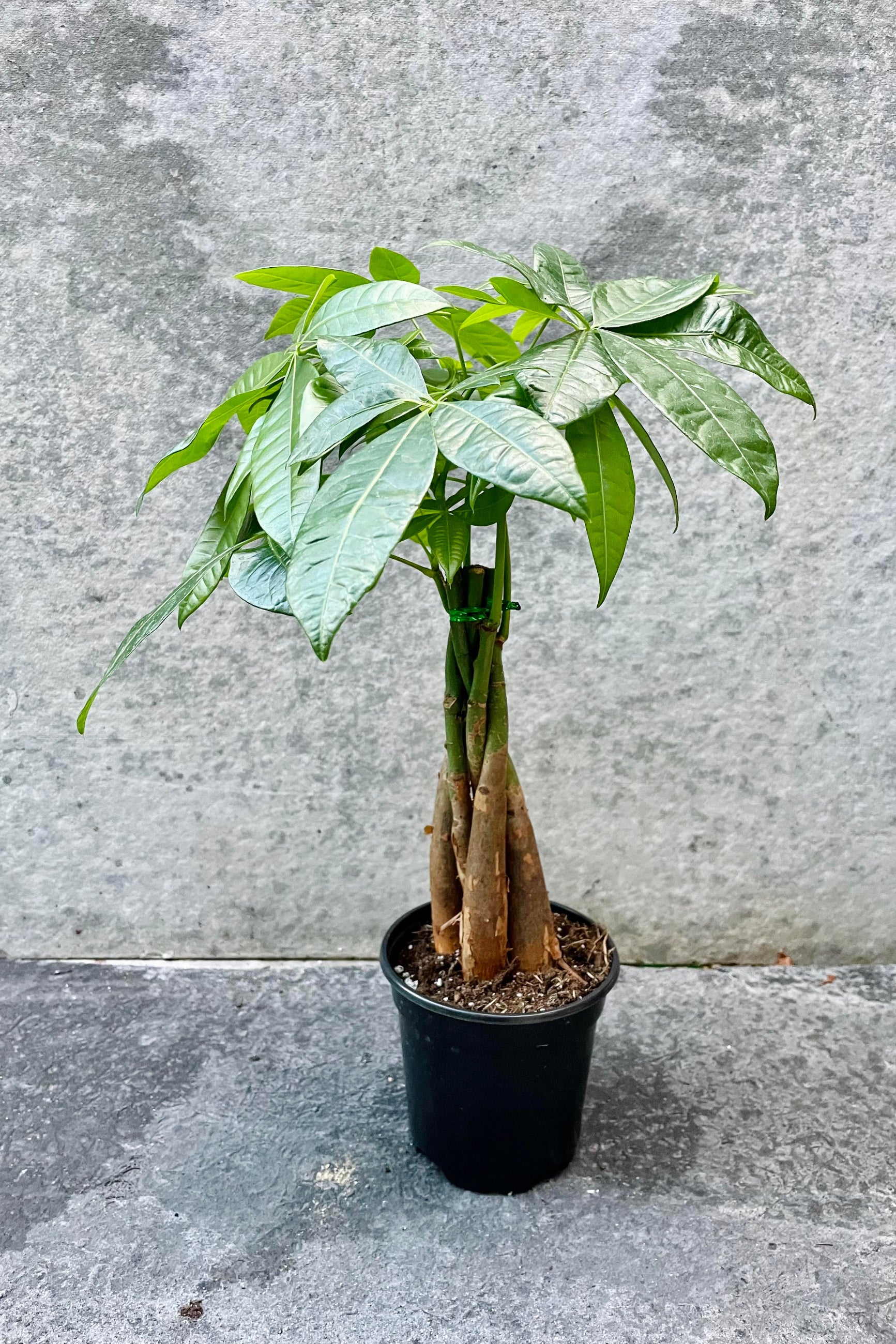 Pachira money tree in a 4" grower pot with a braided trunk ©Sprout Home