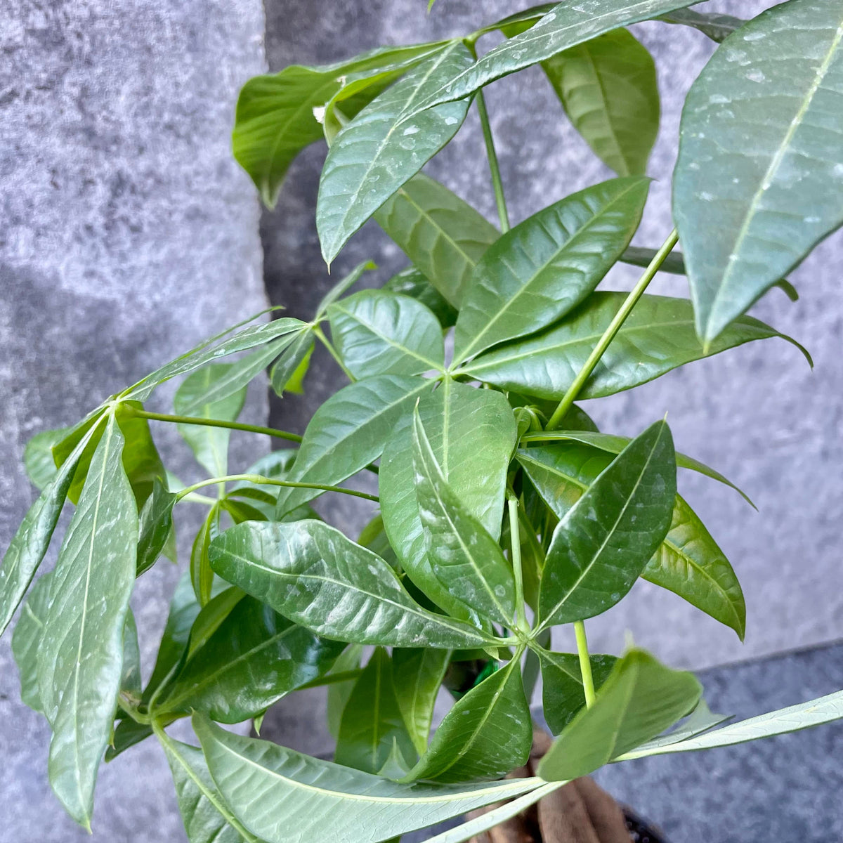 money tree guttation Pachira aquatica "Money Tree" 4" at SPROUT HOME