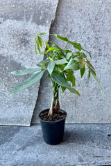 The Pachira aquatica "Money Tree"  sits in a 5 inch growers pot against a grey backdrop.