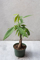 Pachira aquatica "Money Tree" in a 6 inch growers pot. 