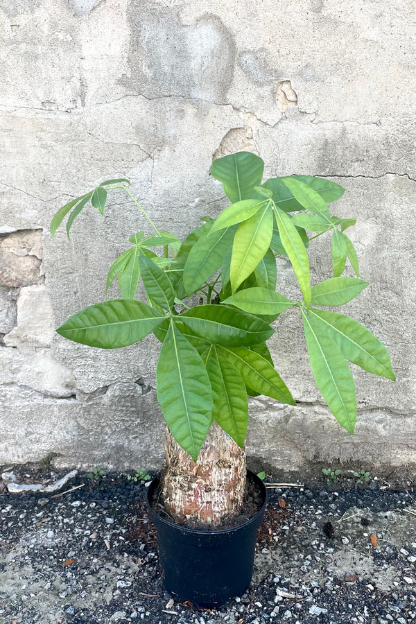 A full view of Pachira aquatica "Money Tree" stump form 6" in a grow pot against concrete