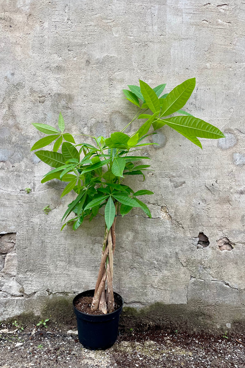 Pachira aquatica "Money Tree" 8" green leaves against a grey wall