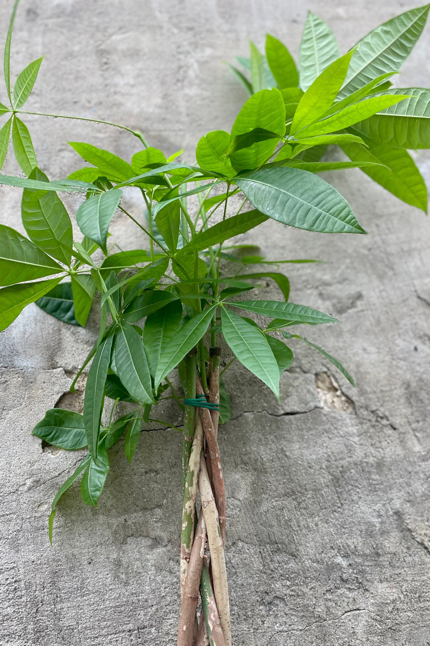 detail of Pachira aquatica "Money Tree" 8" green leaves against a grey wall ©Sprout Home