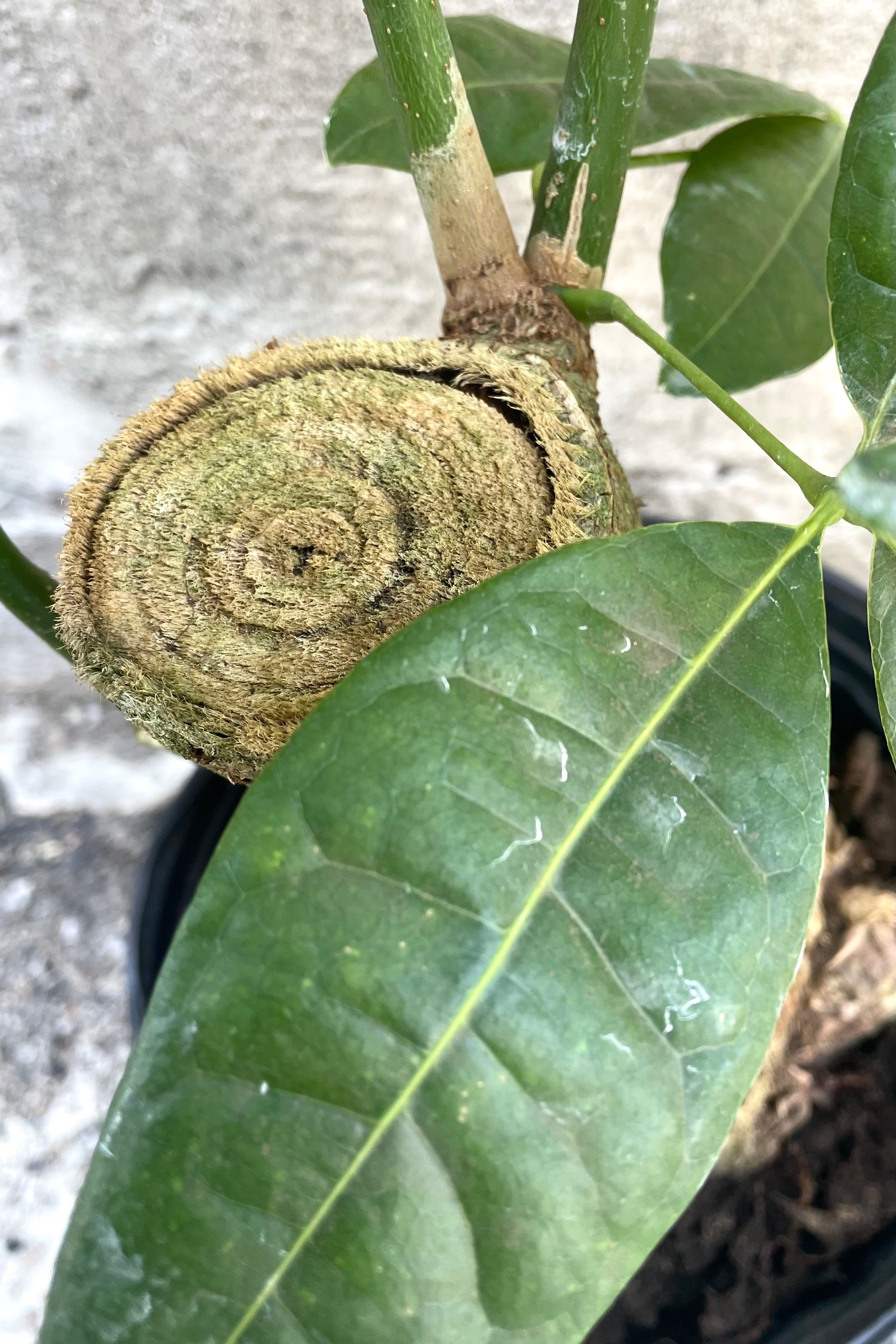 A detailed view of leaf and stump of Pachira aquatica "Money Tree" 8" stump form against concrete backdrop