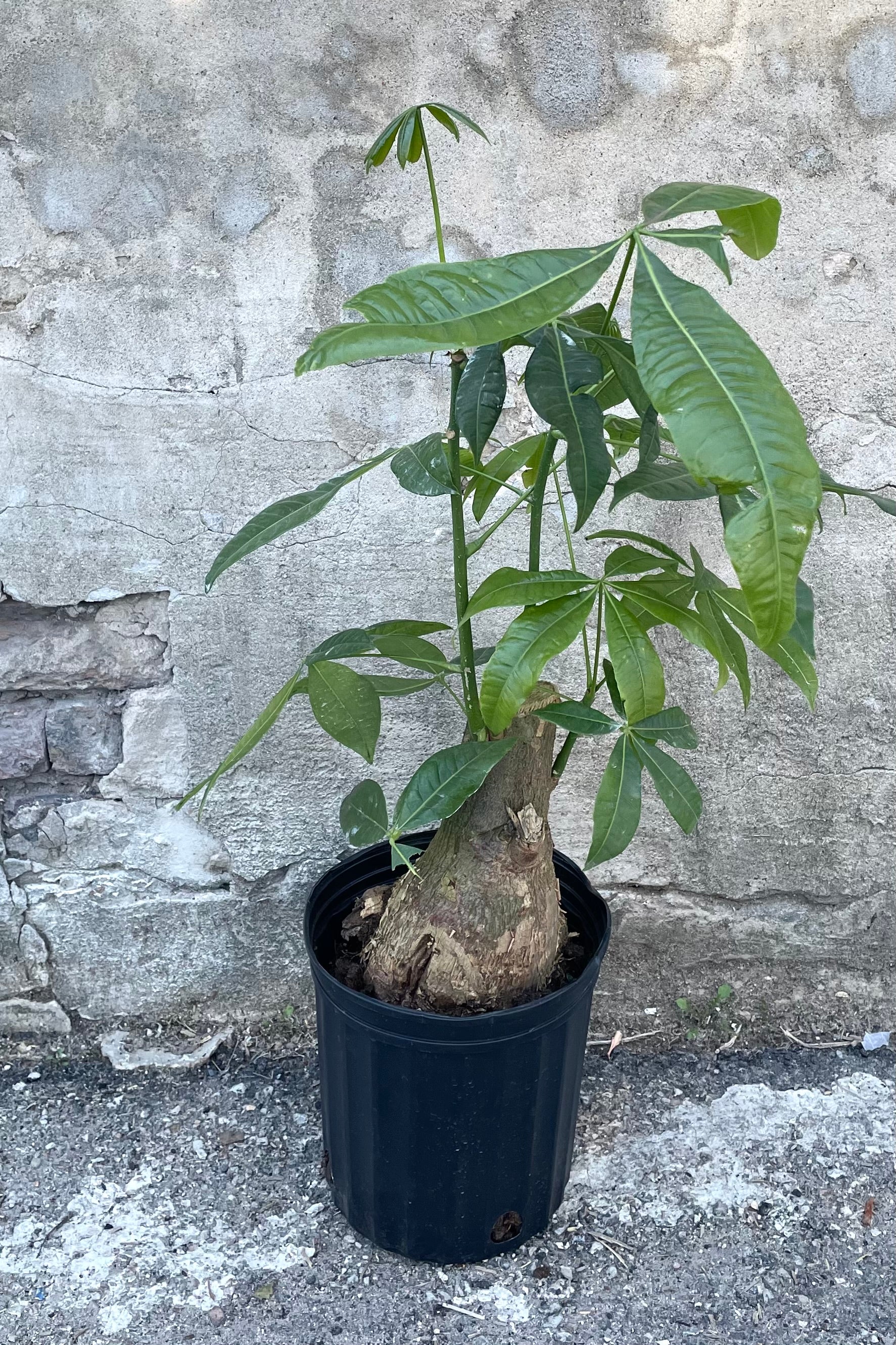 A full view of Pachira aquatica "Money Tree" 8" stump form in grow pot against concrete backdrop