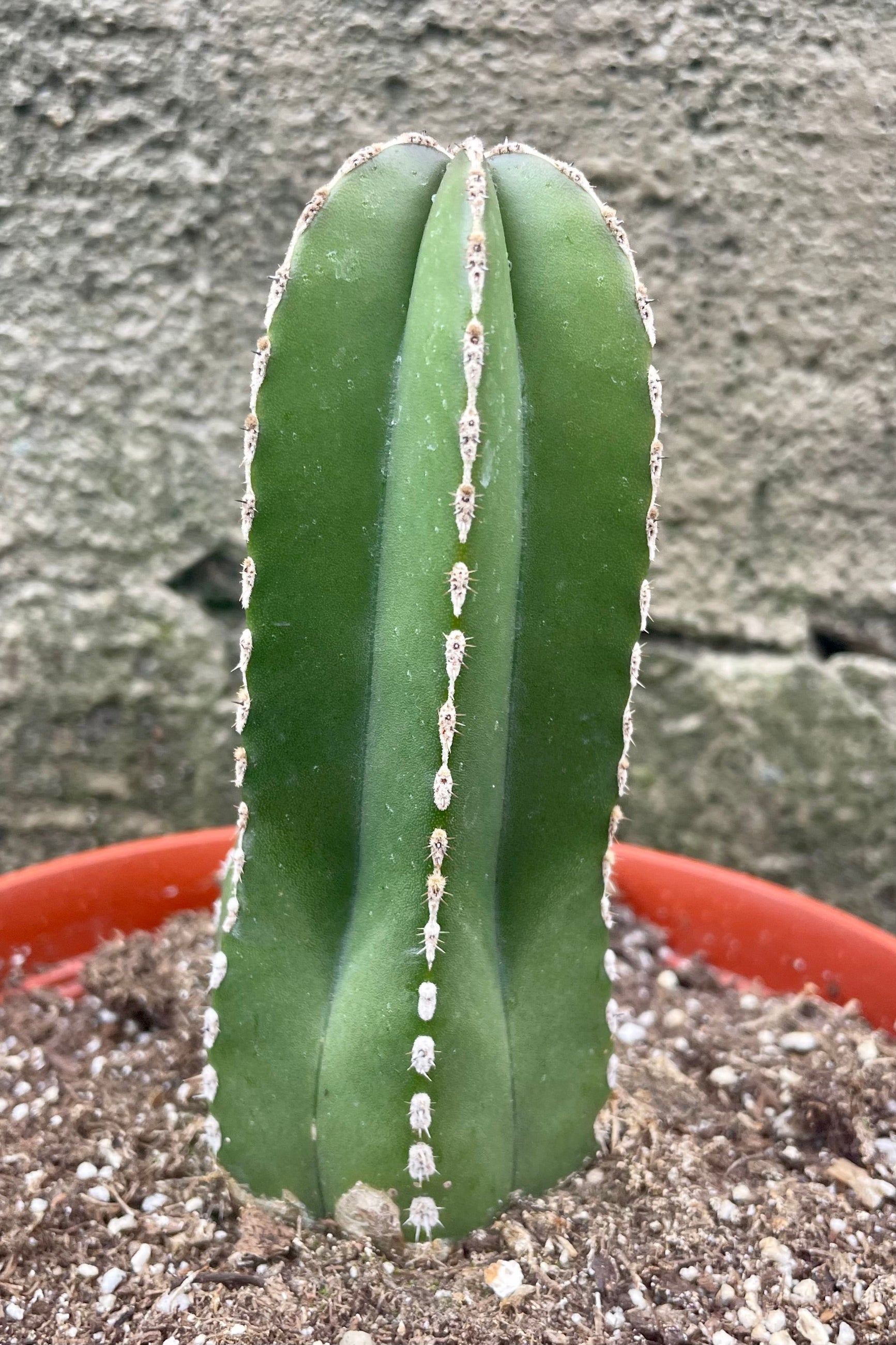 detail of the Pachycereus marginatus "Fence Post" 6" green cactus with spines against a grey wall ©Sprout Home