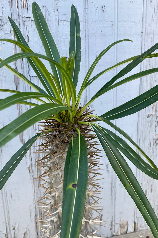 A detailed view of Pachypodium lamerei 10" against wooden backdrop