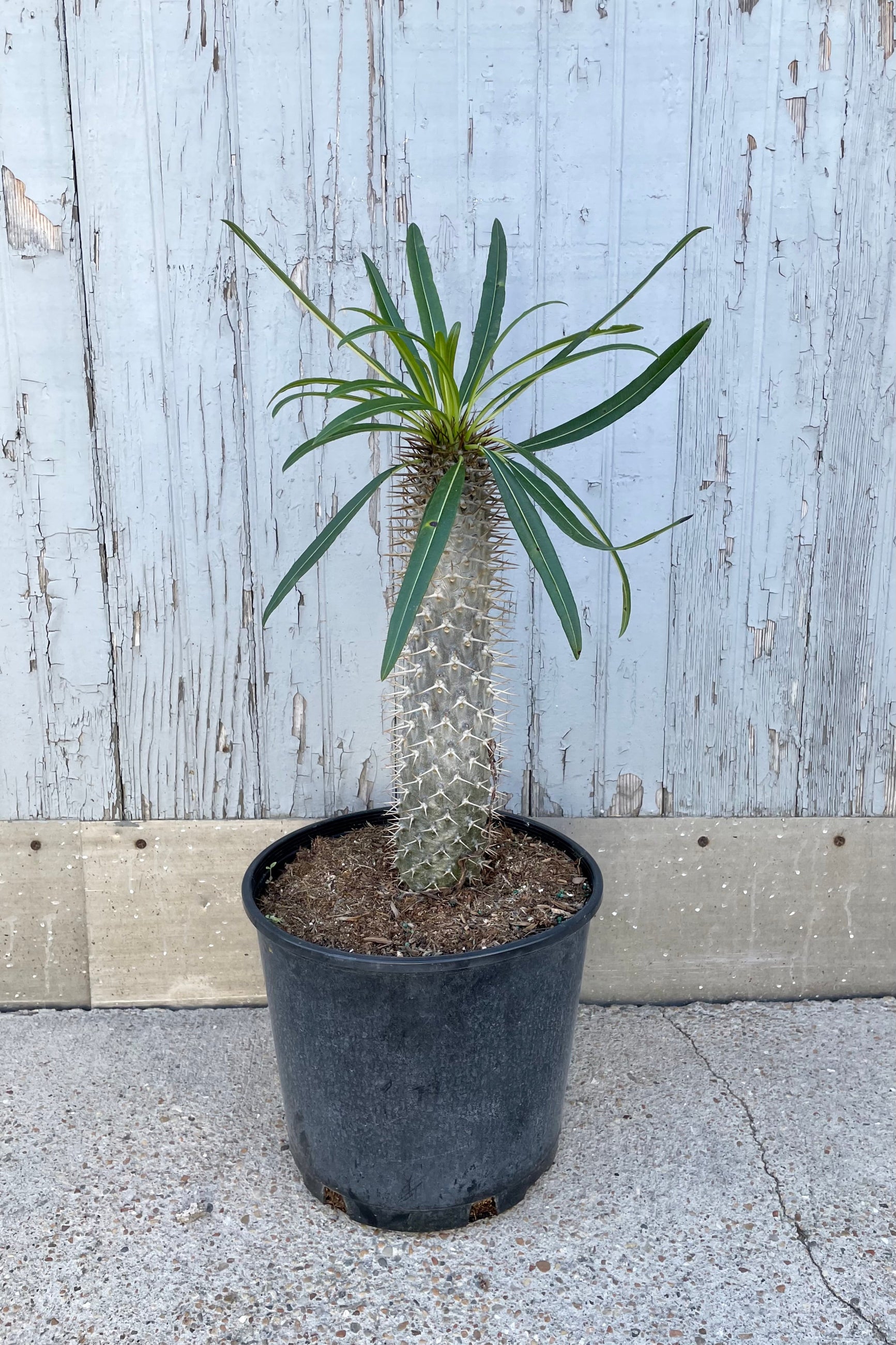 A full view of Pachypodium lamerei 10" in grow pot against wooden backdrop ©Sprout Home