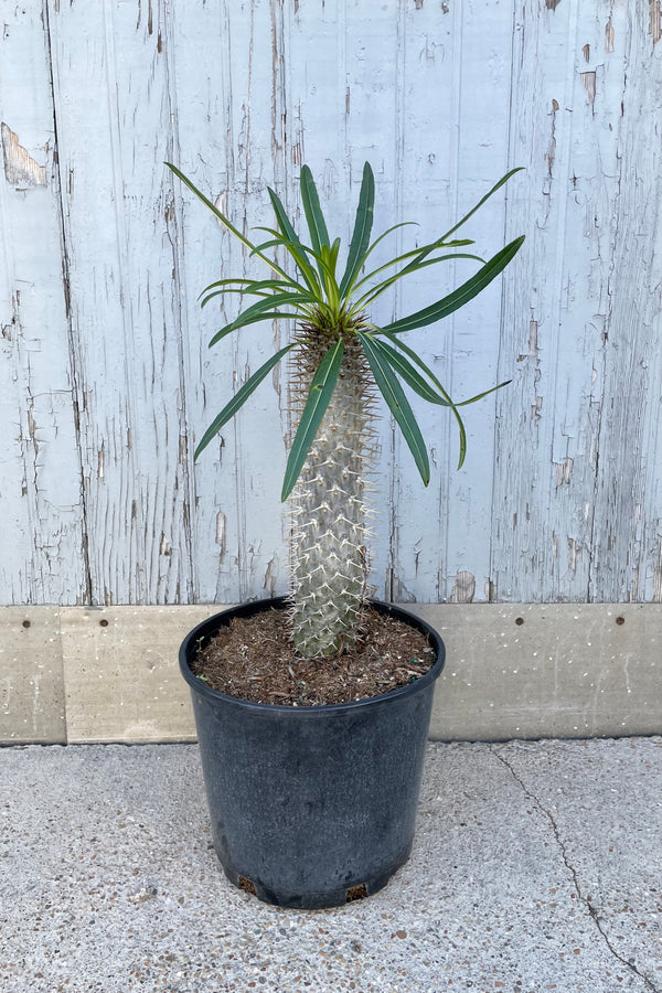 A full view of Pachypodium lamerei 10" in grow pot against wooden backdrop