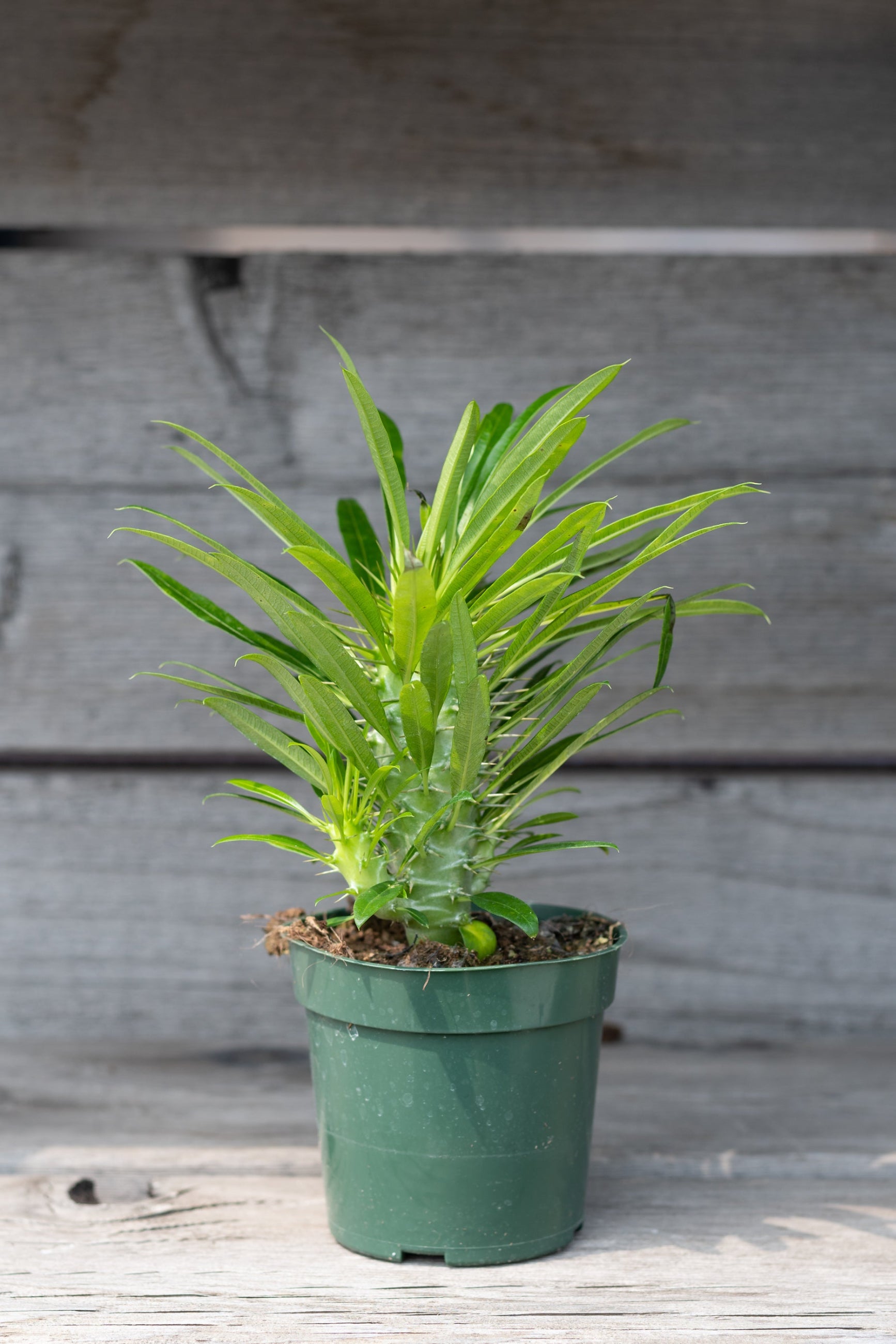 Madagascar palm in a 4" growers pot, with leaves, against a wood fence ©Sprout Home