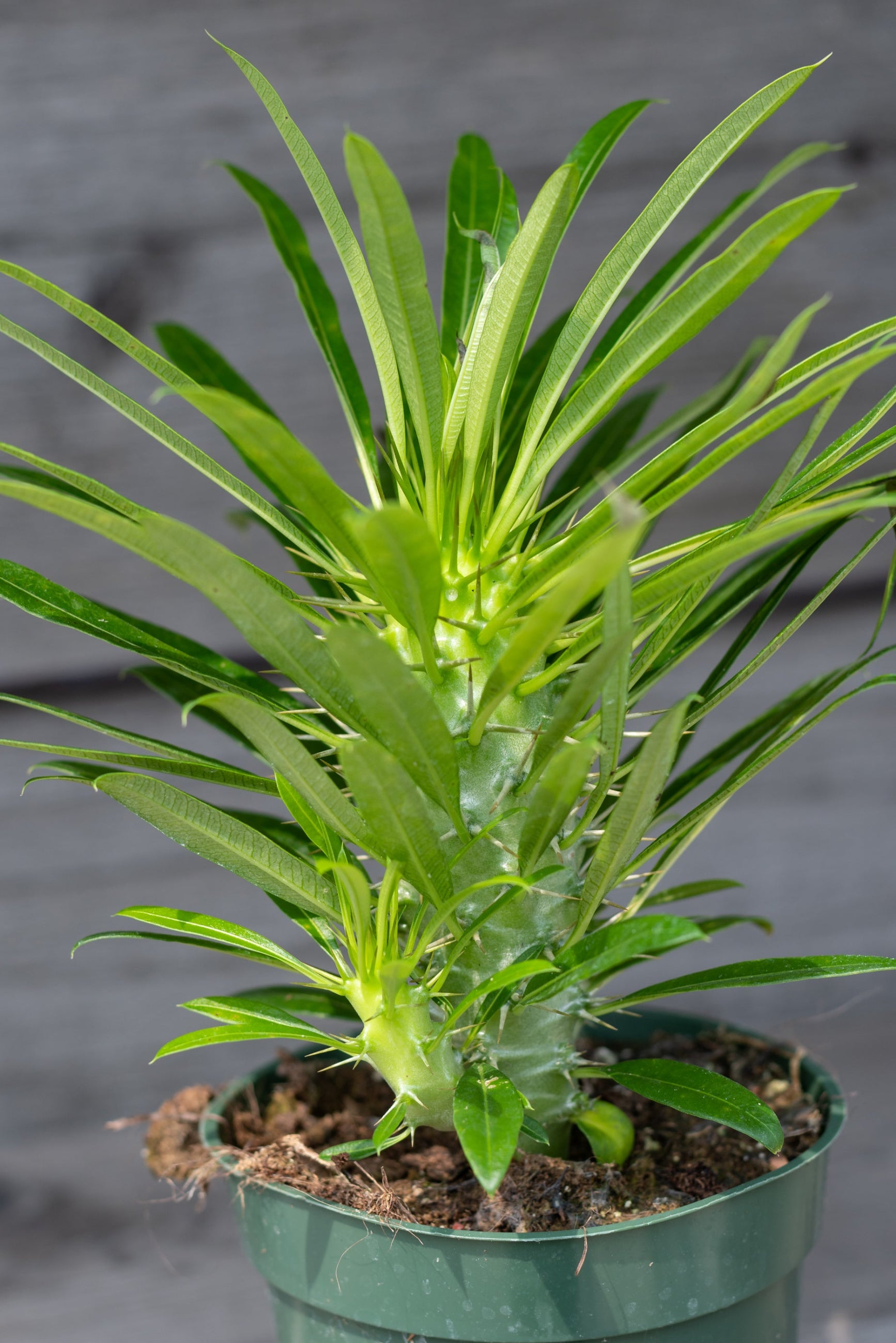 Potted Pachypodium lamerei plant with grey green trunk and green leaves, resembling a palm, against a dark background. ©Sprout Home