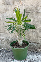 Pachypodium lamerei in an 8" growers pot with its leaves showing against a concrete wall at Sprout Home. 