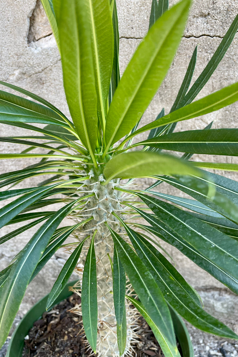 detail and up close picture of the leaves and spikes on its tube like body of the Pachypodium lamerei at Sprout Home. 