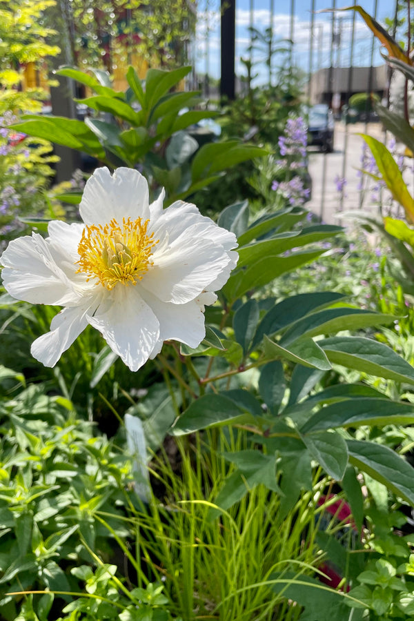 #2 Paeonia 'Top Brass' in full bloom the beginning of June showing the white flower with yellow center amongst other plants around it at Sprout Home. 