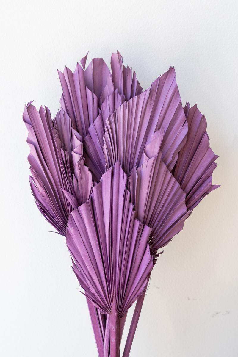 Preserved purple dried palm spears against a white wall