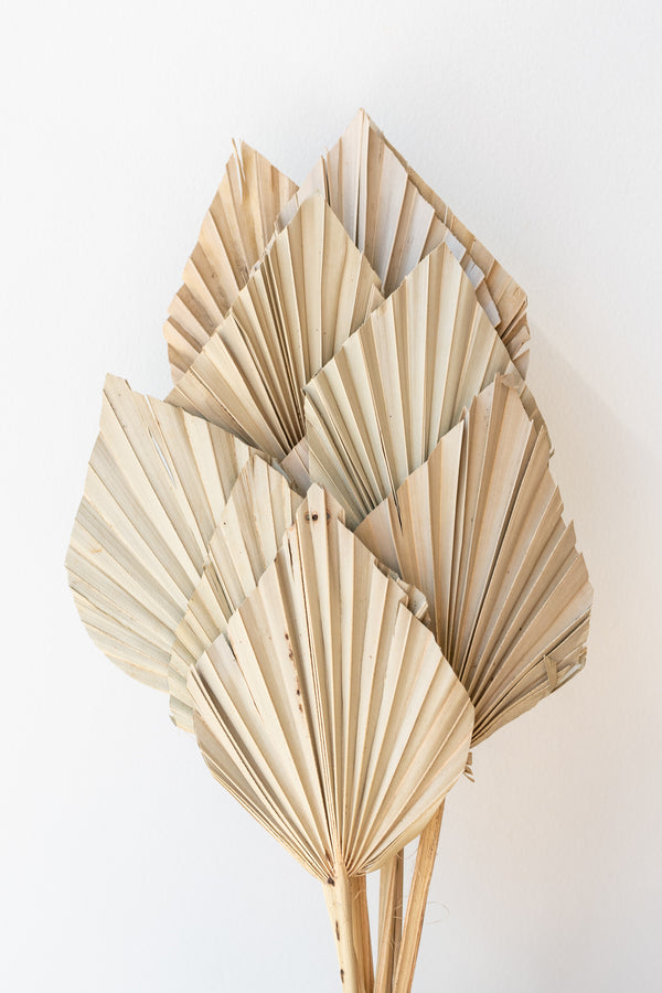 Preserved natural dried palm spears against a white wall