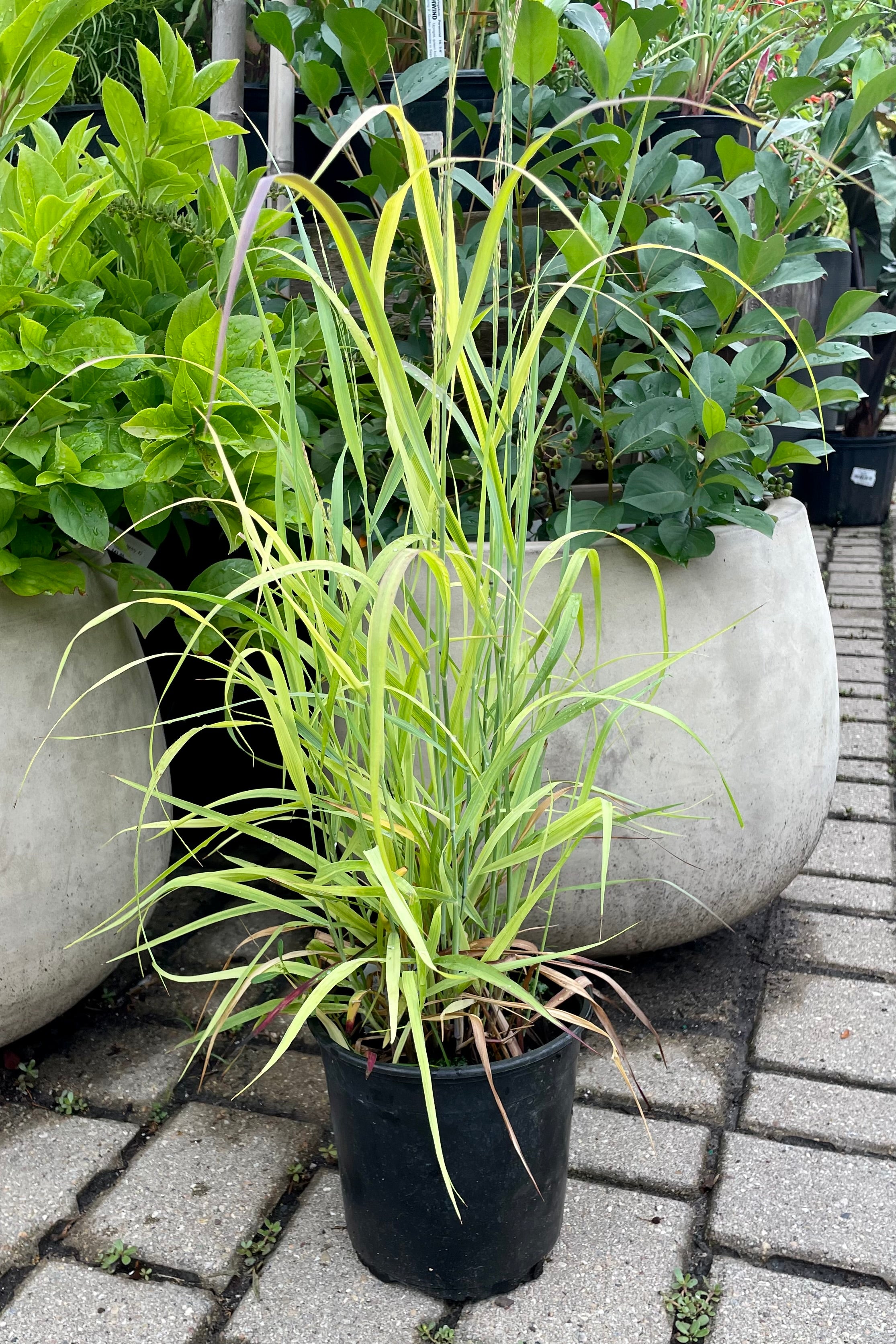 Panicum 'Shenandoah' #1 size growers pot in mid July prior to the blades turning a deeper color. 