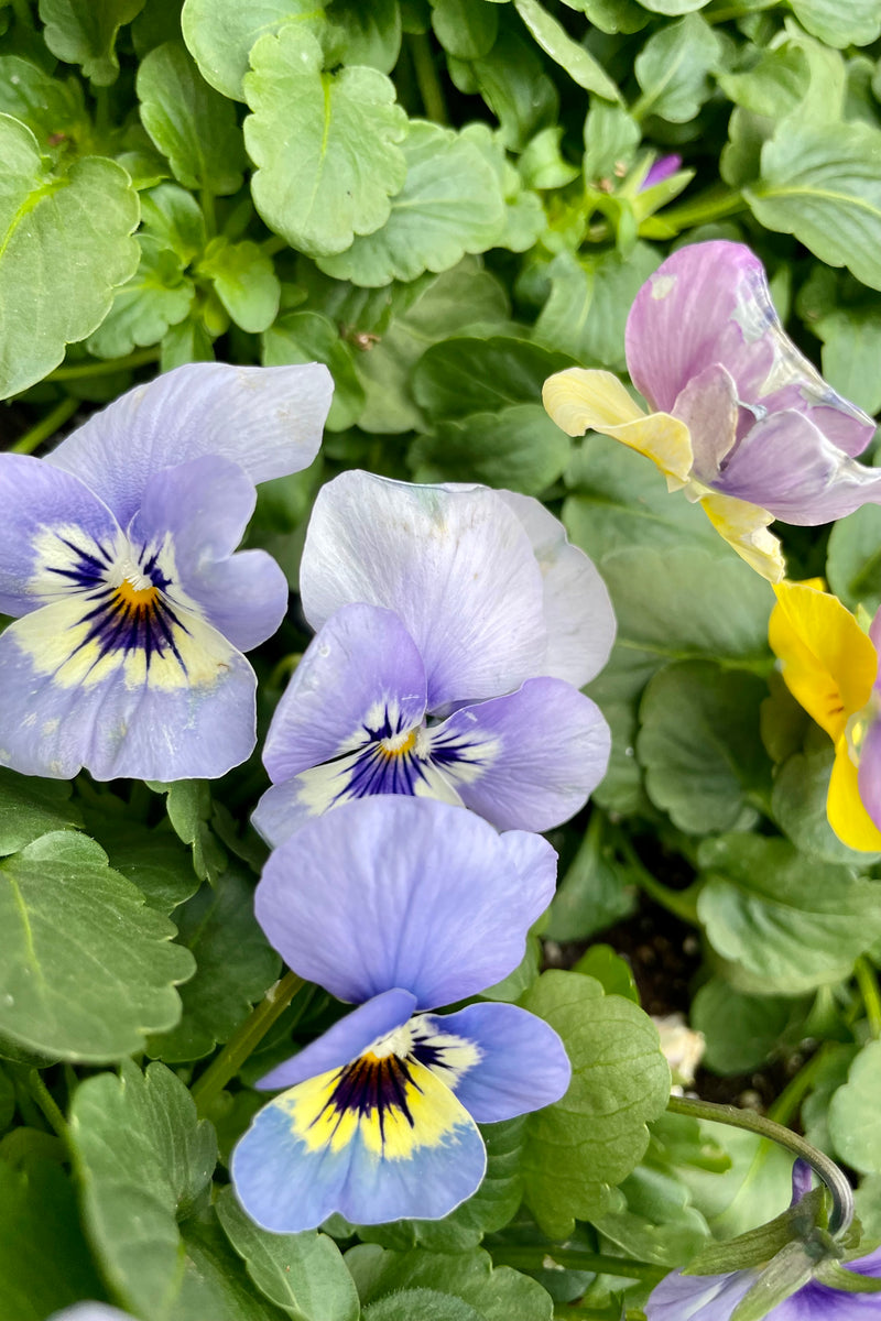 a detail picture of purple colored viola annuals